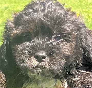 Photo of ADOPTION PENDING Whisper