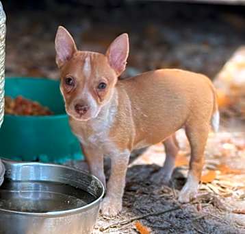 Photo of Pixie