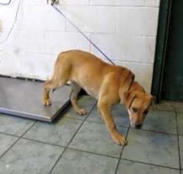 Photo of Harlow