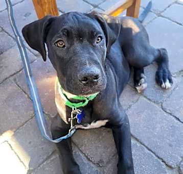 Photo of Harvey