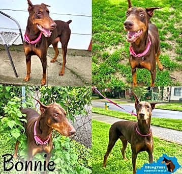 Photo of Bonnie
