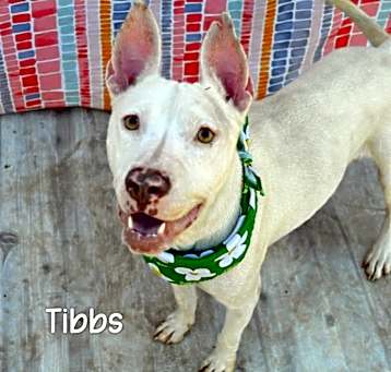 Photo of Tibbs