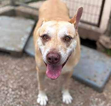 Photo of Honey