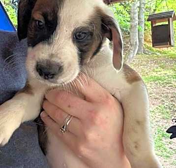 Photo of Odin