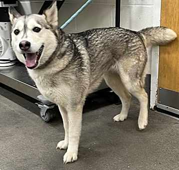 Photo of LASSIE