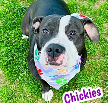 Photo of Chickies