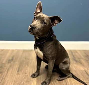 Photo of Grey