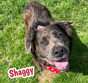Photo of Shaggy