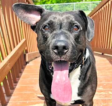 Photo of Ryder