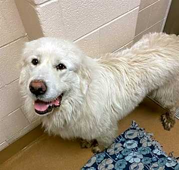 Photo of TOBY