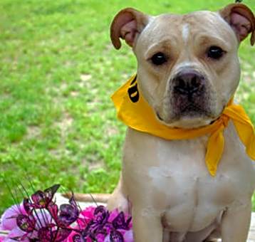 Photo of Momma FKA Chestnut FKA Dog 2