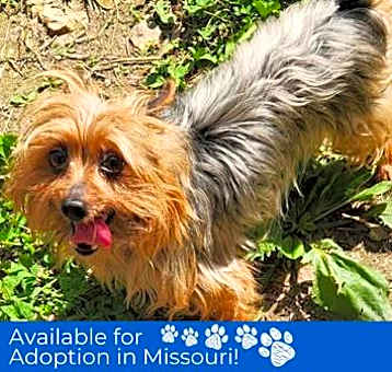 Photo of Petey - Missouri