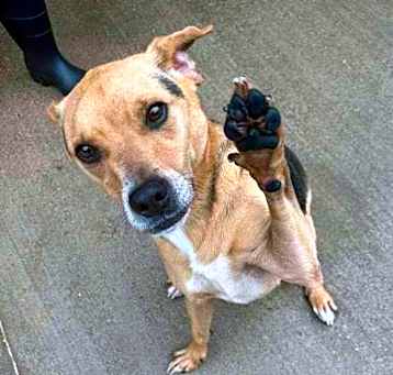 Photo of Yukon - Available in Foster