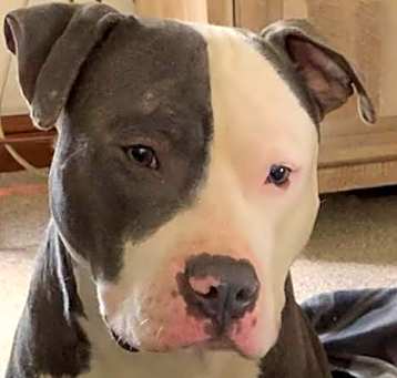 Photo of Apollo