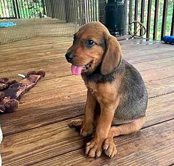 Photo of Chopper