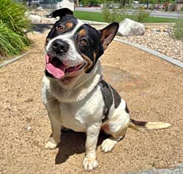 Photo of Bongo