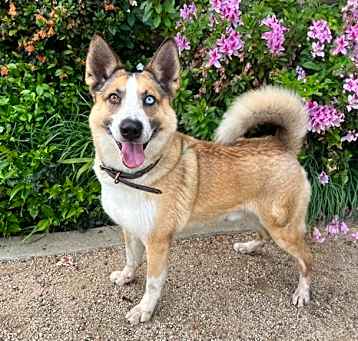 Photo of Roscoe