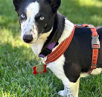 Photo of Missy