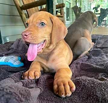 Photo of Bluebell