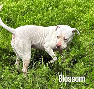 Photo of Blossom