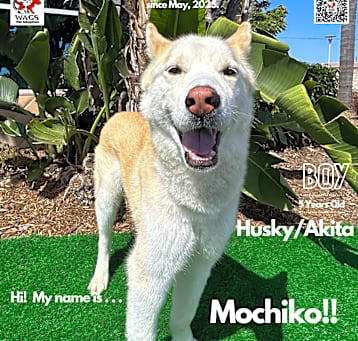 Photo of Mochiko