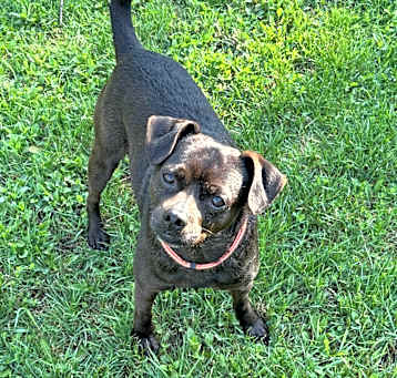 Photo of Gizmo