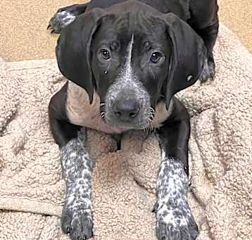 Photo of Atlas
