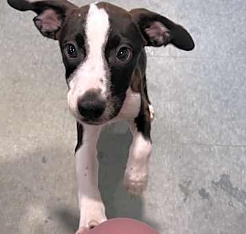 Photo of MR BOOTS N SPURS