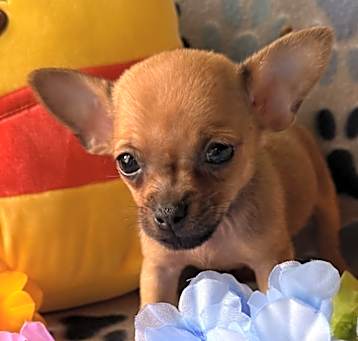 Photo of BooBoo