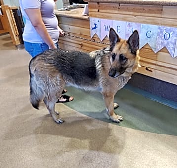 Photo of IEPA-Stray-17234