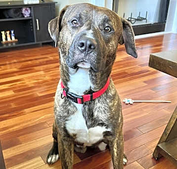 Photo of Doggy