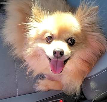 Photo of Marshal (Special Paws)