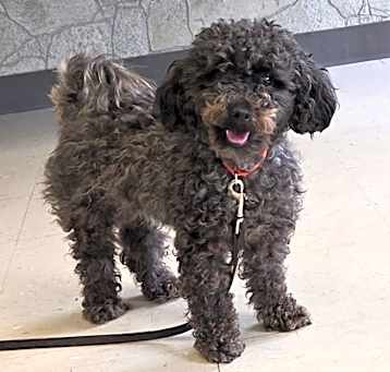 Photo of Scarlet (bonded w/ Jetta)