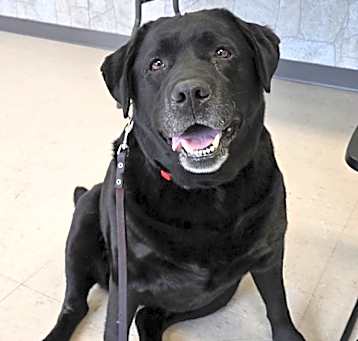 Photo of Jetta (bonded w/Scarlet)