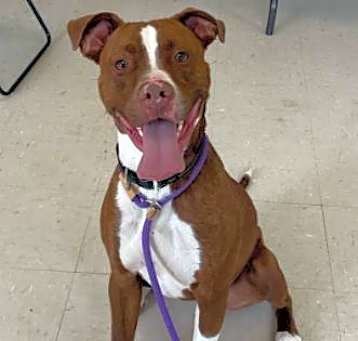 Photo of Zuko (underdog)