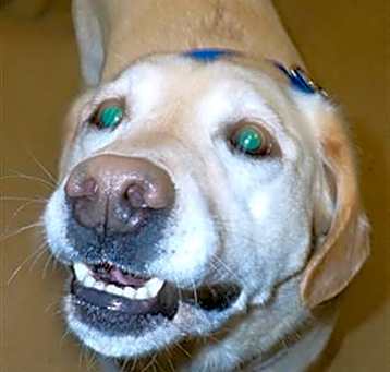 Photo of DUKE