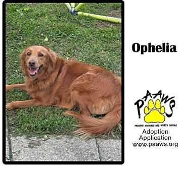 Photo of Ophelia