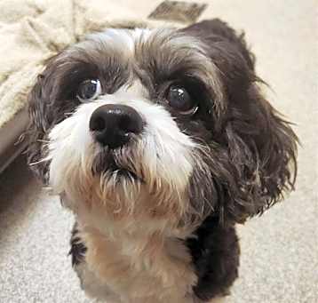 Photo of BRADY