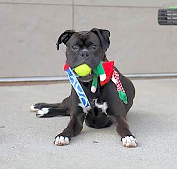 Photo of Tyson