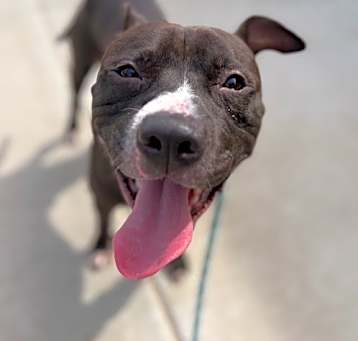 Photo of BUDDY