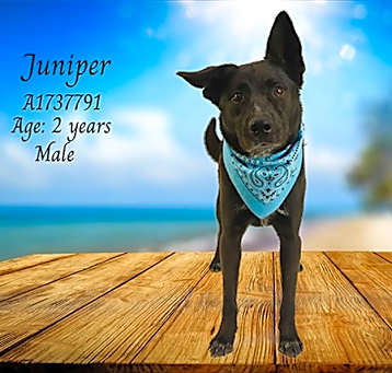 Photo of JUNIPER