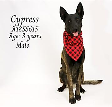 Photo of CYPRESS