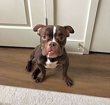 Photo of Gosha