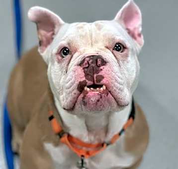 Photo of Wasabi