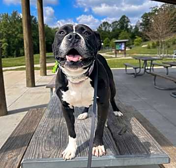 Photo of Dozer