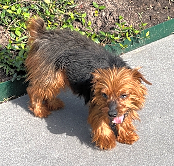 Photo of Buster