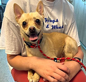 Photo of Peanut