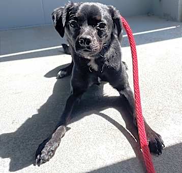 Photo of Oreo
