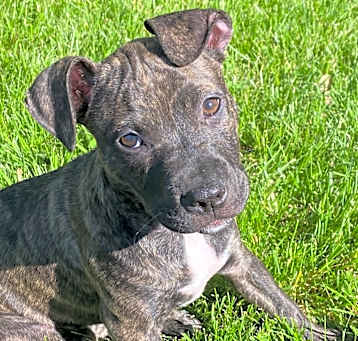 Photo of Bailey (Big Head)