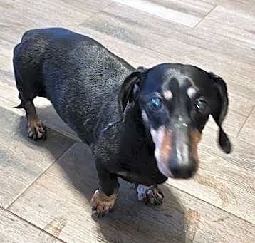 Photo of Sirius